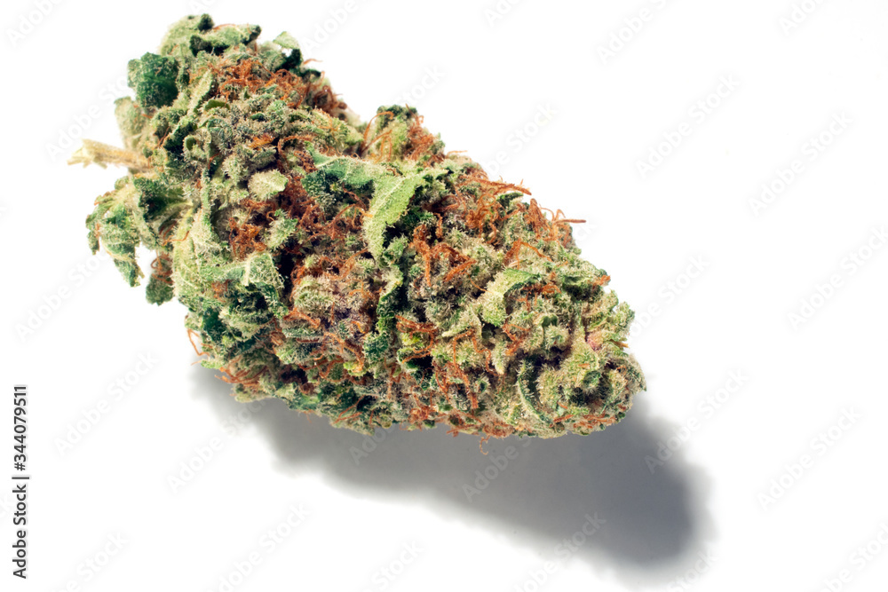 a large, trimmed cannabis bud isolated on a white background.