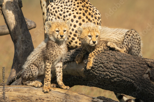 Fotografia, Obraz Two cheetah cubs look right from branches