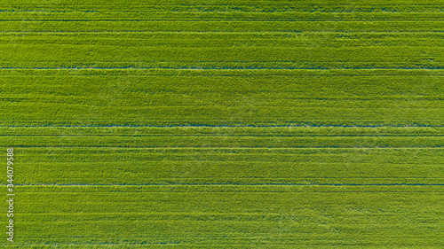 young green wheat field from above
