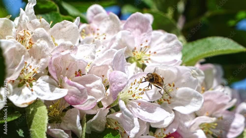 Western Honey Bee busy collecting pollen in spring sunshine on blossom from a crab apple tree Western Honey Bee busy collecting pollen in spring sunshine on blossom from a crab apple tree