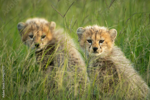 Two cheetah cubs sit side-by-side watching camera