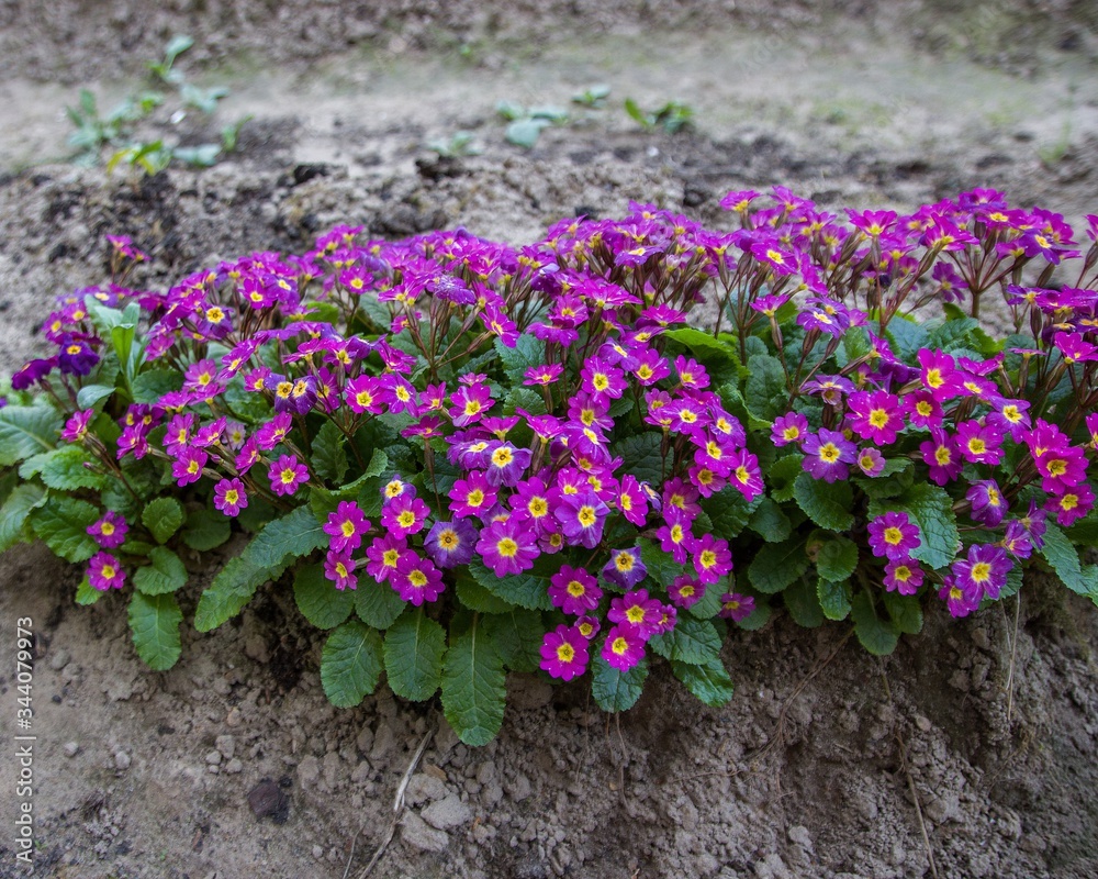 Primrose violet flowers in the garden Primrose violet flowers in the garden