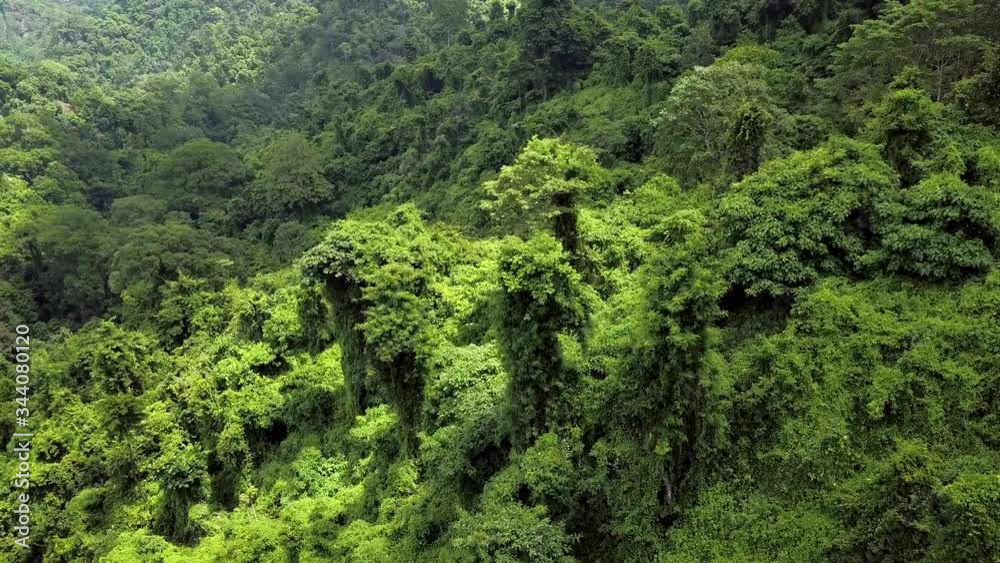 Aerial view camera moves rising up from green forest at lombok indonesia Aerial view camera moves rising up from green forest at lombok indonesia