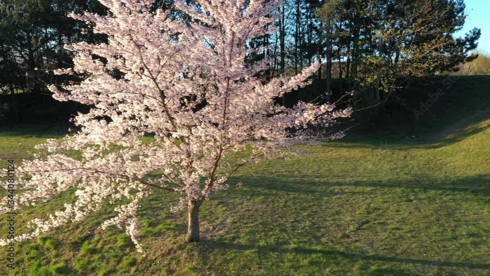Drone aerial view of the cherry blossom trees in Kaunas, Lithuania Drone aerial view of the cherry blossom trees in Kaunas, Lithuania