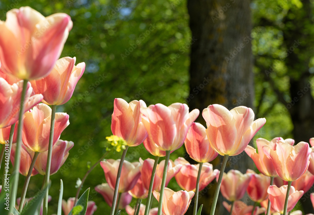 Tulip. Festival. Nature. Garden. Flora. Plant. Orange Tulip. Festival. Nature. Garden. Flora. Plant. Orange