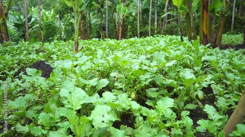 Green vegetable farming agriculture streaming spring water Local village nature  Africa Green Tanzania, water falling day photo