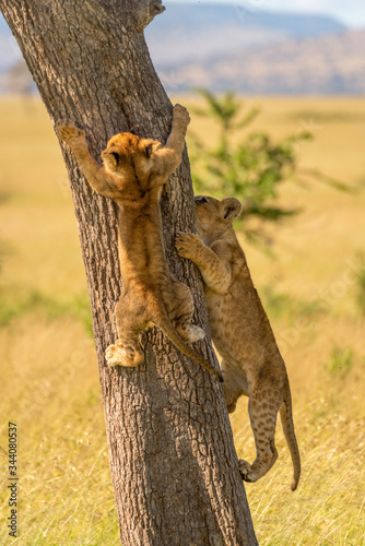 Two lion cubs climb tree on savannah