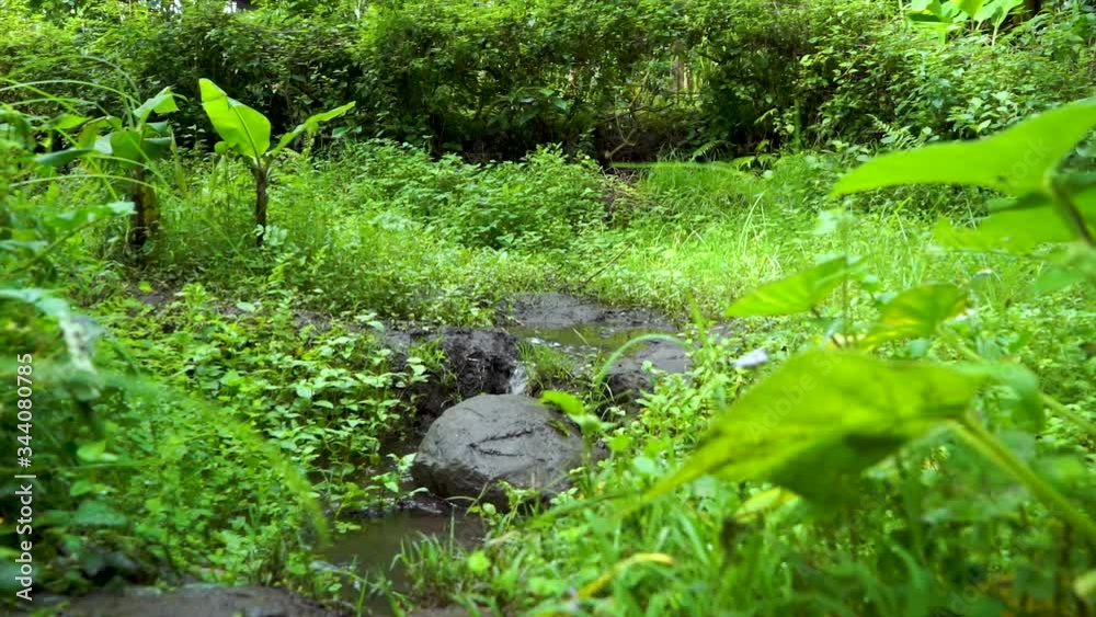 streaming spring water Local village nature Africa Green Tanzania, water falling day ngorongoro beautifull leaf agriculture streaming spring water Local village nature Africa Green Tanzania, water falling day ngorongoro beautifull leaf agriculture