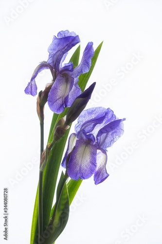 Fototapeta Naklejka Na Ścianę i Meble -  Purple iris flower on white background