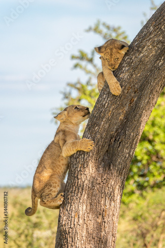 Two lion cubs on trunk in savannah