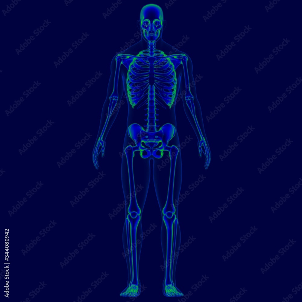 3D Illustration Human Skeleton Anatomy For Medical Concept