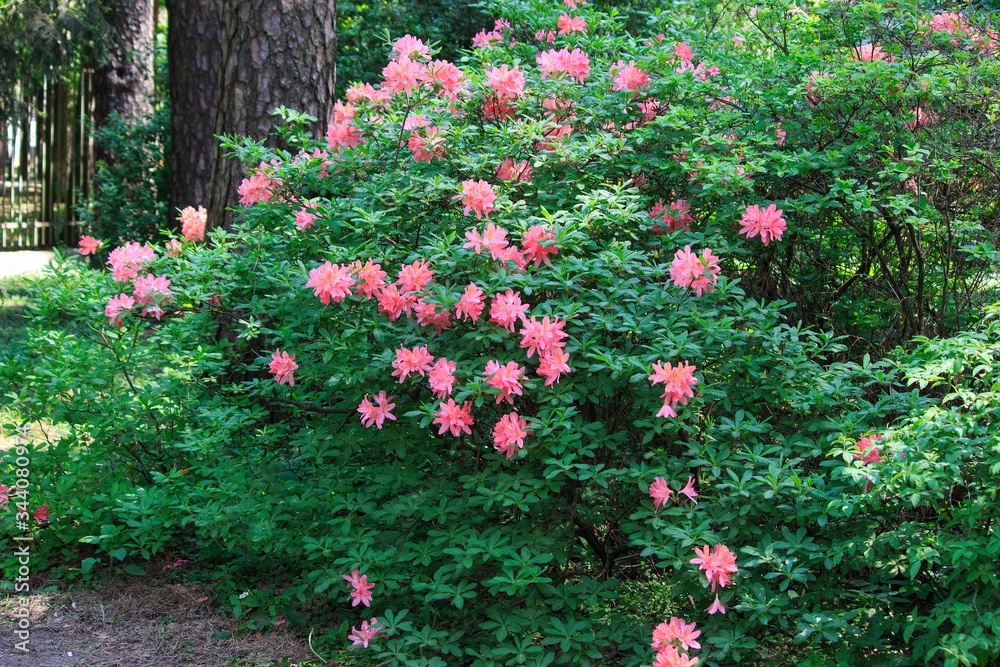 Blossom rhododendrons in the botanical garden 