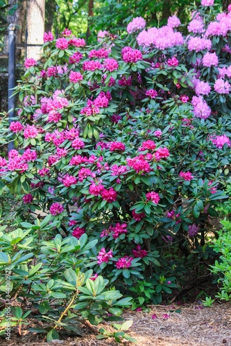 Blossom rhododendrons in the botanical garden 
