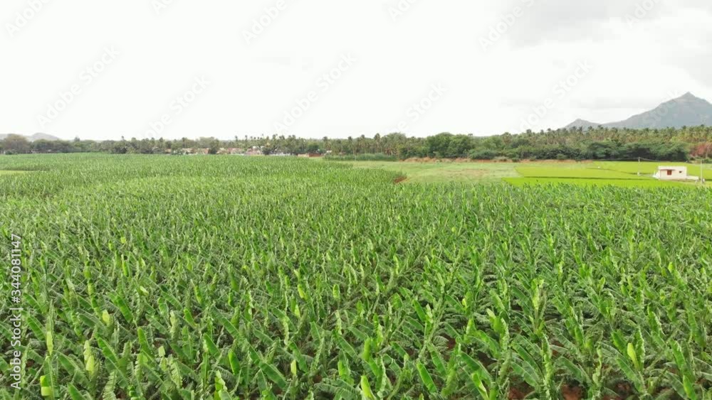 A Huge Field of Banana Plants. In just one acre of Banana Plants, you can conservatively feed nine people for an entire year. A Huge Field of Banana Plants. In just one acre of Banana Plants, you can conservatively feed nine people for an entire year.
