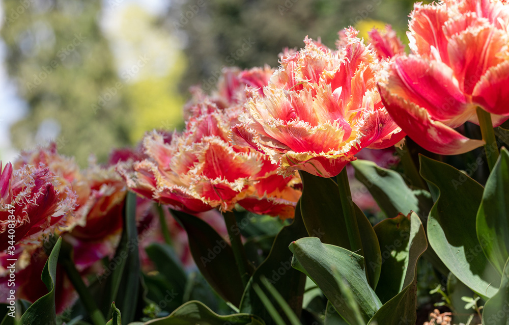 Tulip. Flora. Festival. Nature. Garden. Plant. Red Tulip. Flora. Festival. Nature. Garden. Plant. Red