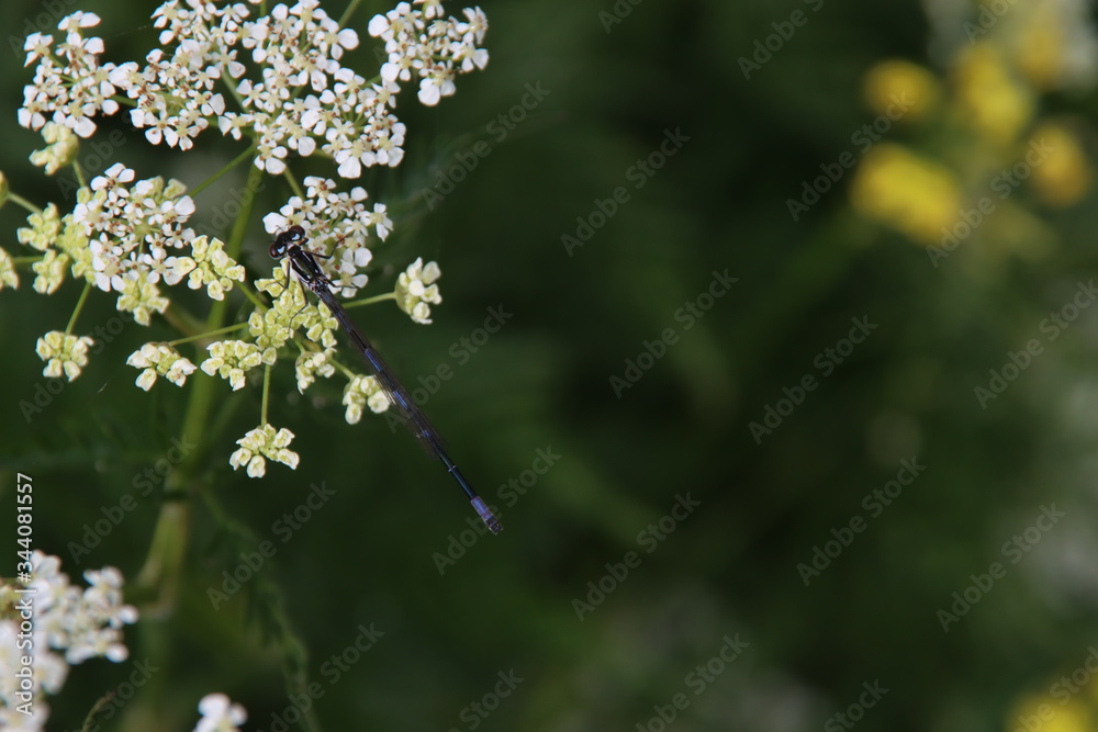 White pipwort grows as weeds along the roads in the Netherlands with a damselfly on it White pipwort grows as weeds along the roads in the Netherlands with a damselfly on it
