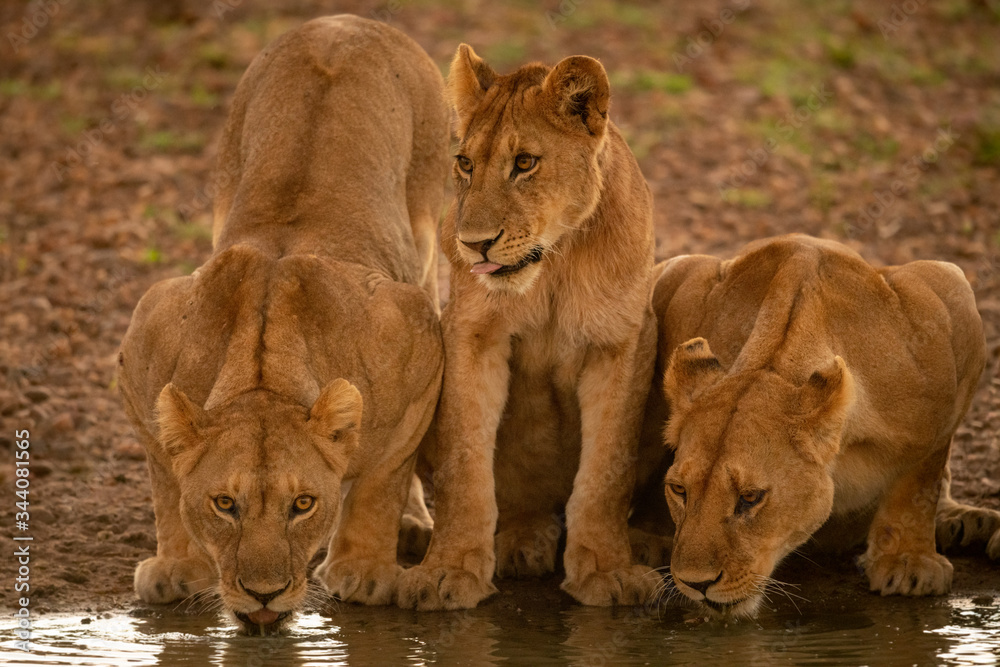 Fototapeta premium Two lionesses drink from pond with cub