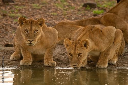 Two lionesses drink from muddy water hole