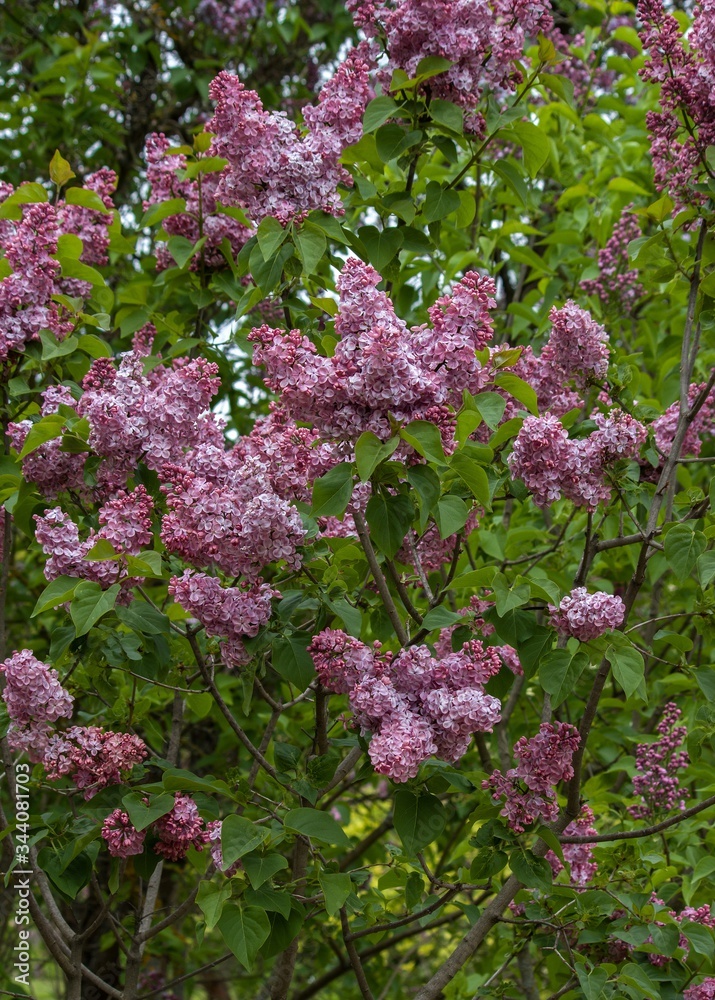 Obraz premium Lilac flowers on a branch
