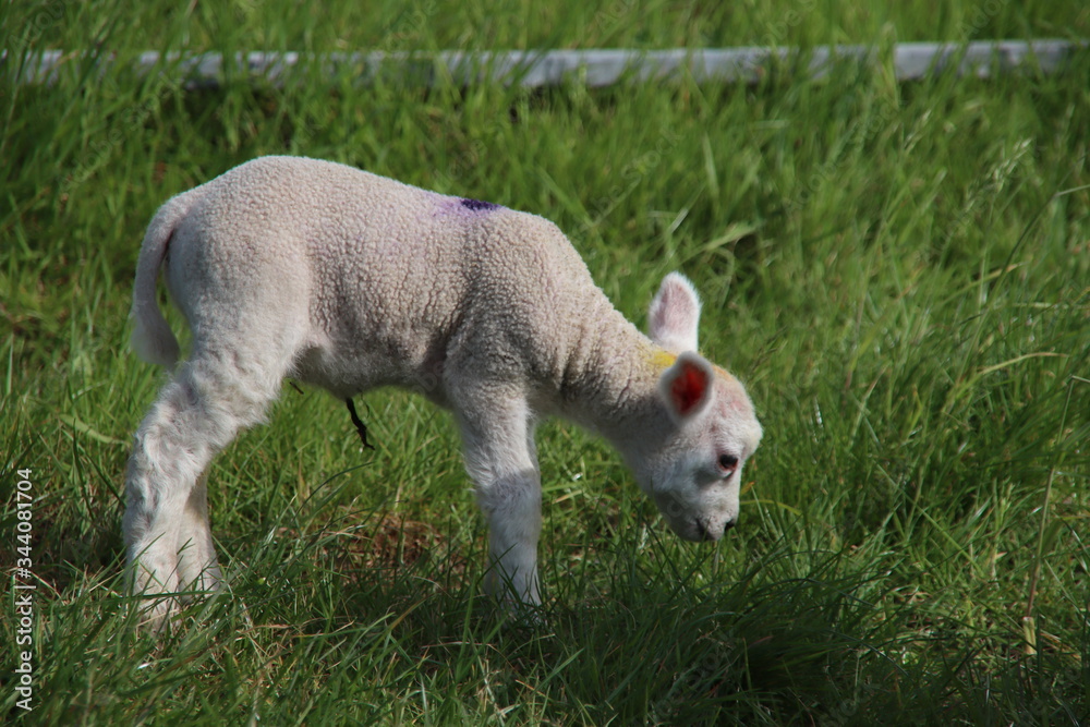 newborn lambs frolicking through the grass with their mother on a farm in Bleiswijk, the Netherlands newborn lambs frolicking through the grass with their mother on a farm in Bleiswijk, the Netherlands