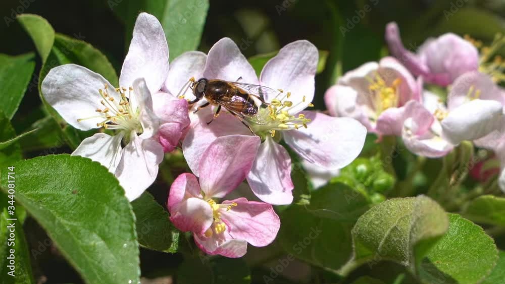 Western Honey Bee busy collecting pollen in spring sunshine on blossom from a crab apple tree Western Honey Bee busy collecting pollen in spring sunshine on blossom from a crab apple tree