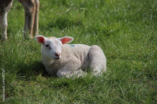 newborn lambs frolicking through the grass with their mother on a farm in Bleiswijk, the Netherlands