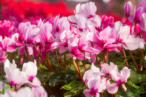 Foto Close up of pink cyclamen flowers blossom in flower garden