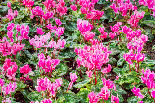 Group of magenta cyclamen flowers blossom in flower garden