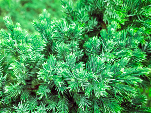 Conifer tree brunches as natural Christmas background, selective focus, mobile photo