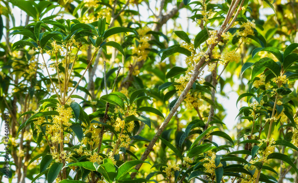 Group of Sweet osmanthus or Sweet olive flowers blossom on its tree in spring time Group of Sweet osmanthus or Sweet olive flowers blossom on its tree in spring time