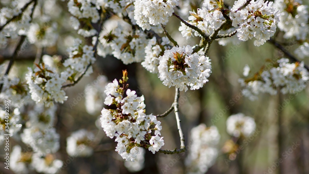 Frühlingsblüten