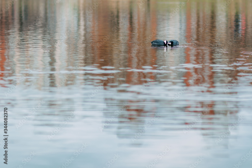 Spring time 2020, nature is waking up. Lake in spring. Birds on the lake. Sea birds. Spring time 2020, nature is waking up. Lake in spring. Birds on the lake. Sea birds.
