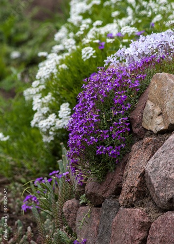 Purple and white flowers on the rocks
