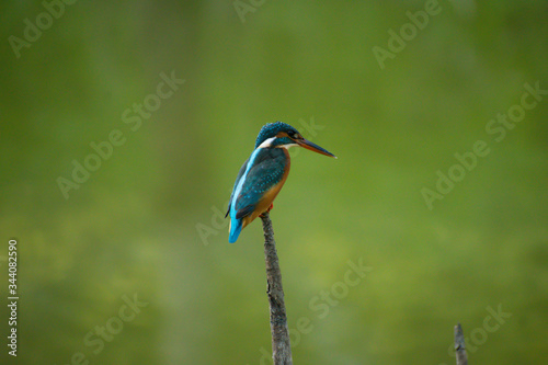 kingfisher perched on a branch