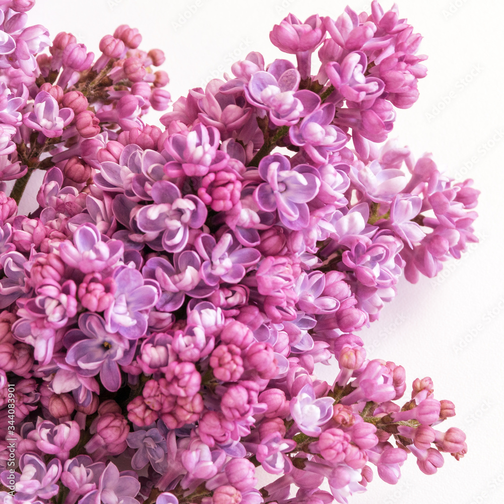 branche des fleurs semi-ouverte de lilas violet