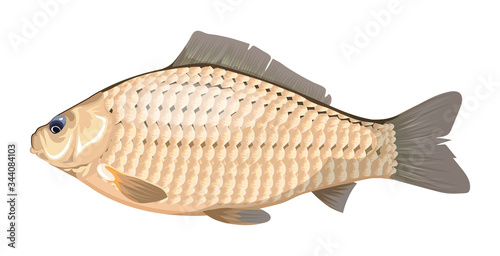 Crucian carp. A freshwater fish, the Crucian carp. Lake or river fish species of carassius or goldfish. Isolated symbol for seafood restaurant sign or emblem, fishing club or fishery market.