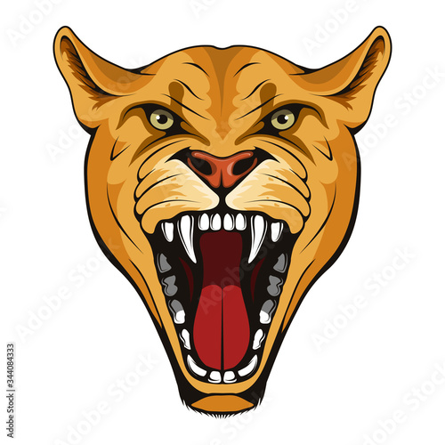 Photography Puma, lynx, lioness
