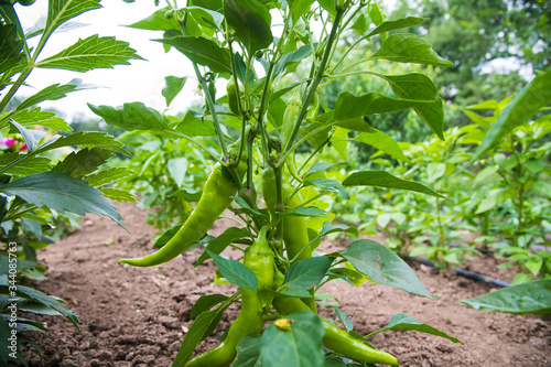 Green hot peppers growing in the garden © SGr
