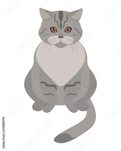 Gray tabby cat isolated on a white background. Vector illustration of a cute cat. Vector icon