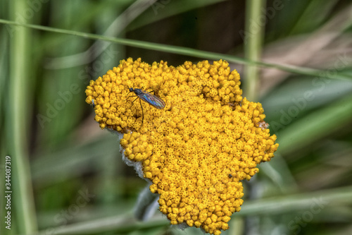 Insect on a yellow flower head near the Grotto photo