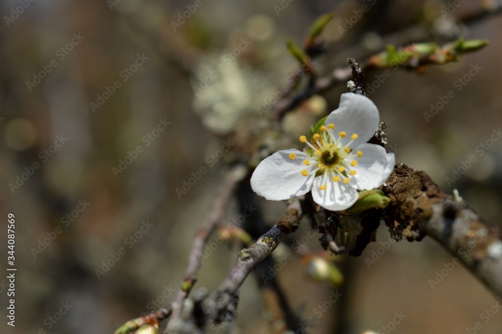 a white flower on a fruit tree a white flower on a fruit tree