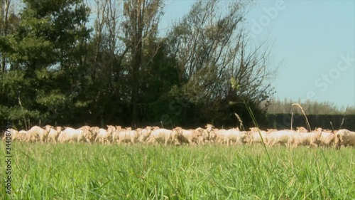 merino sheep on the lawn wide shot photo