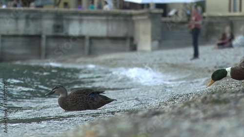 a duck and a bird walking into the lake from the beach in queesntown photo