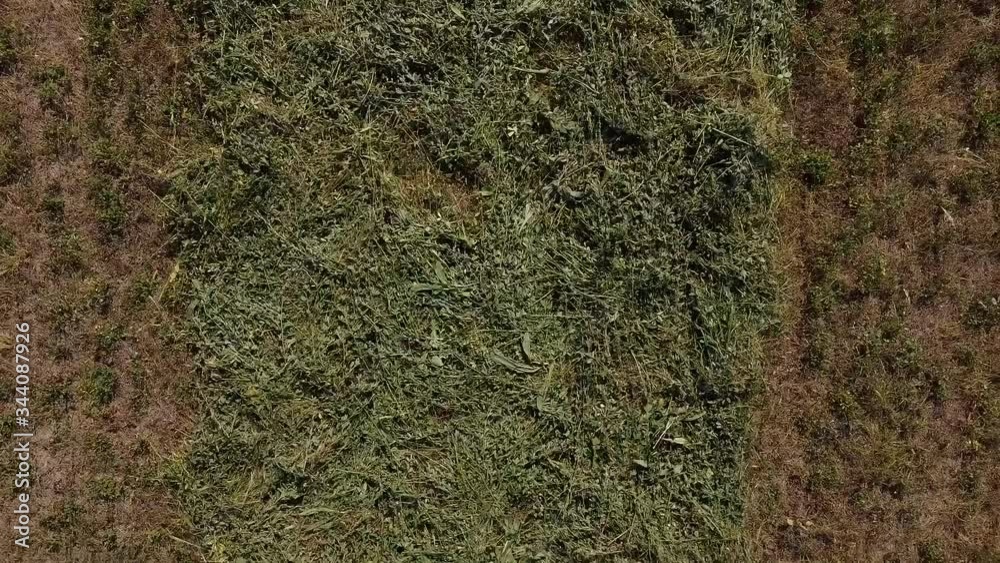 Slow drone shot of alfalfa recently cut on the ground. Slow drone shot of alfalfa recently cut on the ground.