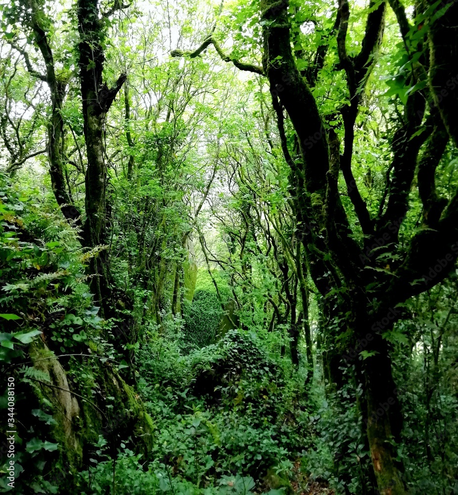 Fototapeta premium trees in the forest