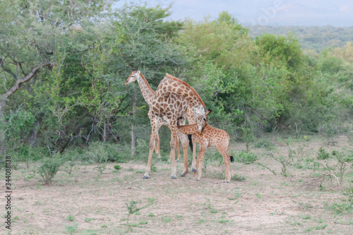 Giraffenfamilie © Miriam