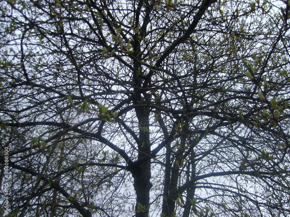 dark dreadful dreadful old grey autumn forest dark dreadful dreadful old grey autumn forest