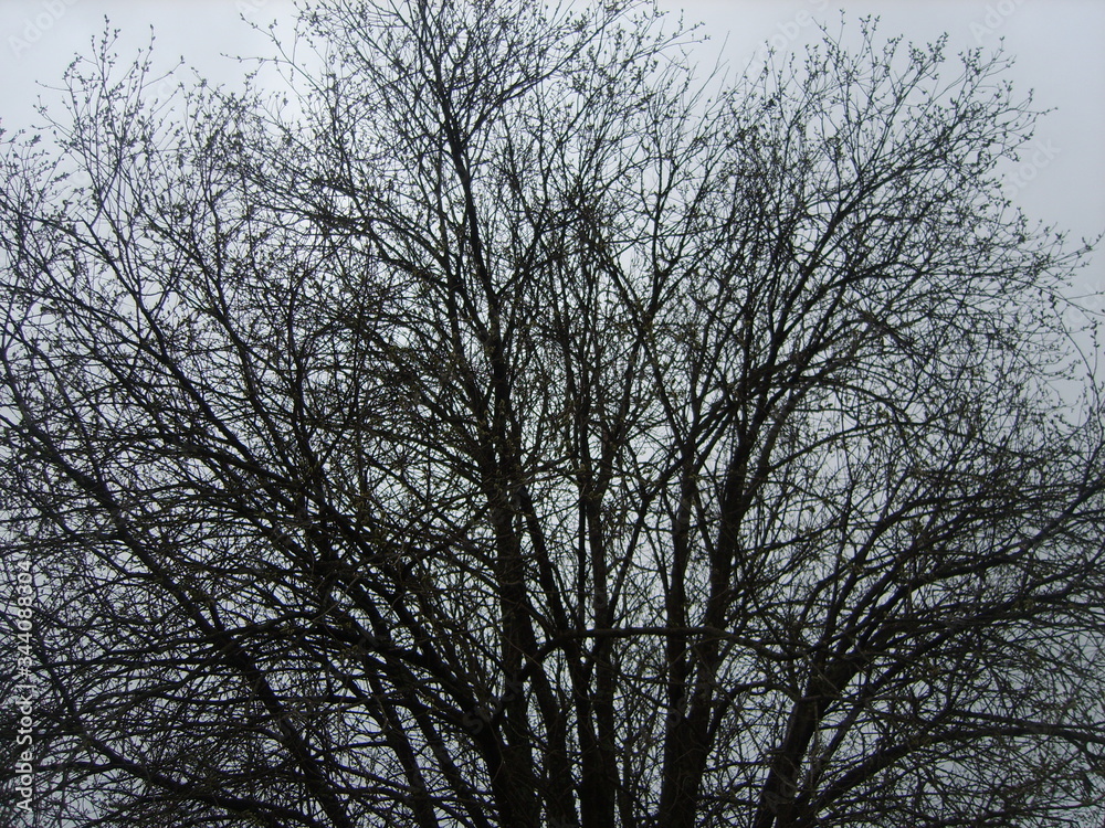 dark dreadful dreadful old grey autumn forest dark dreadful dreadful old grey autumn forest