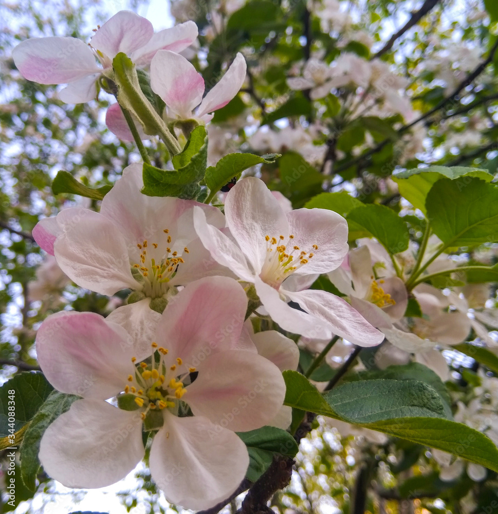 Fototapeta premium apple tree blossom