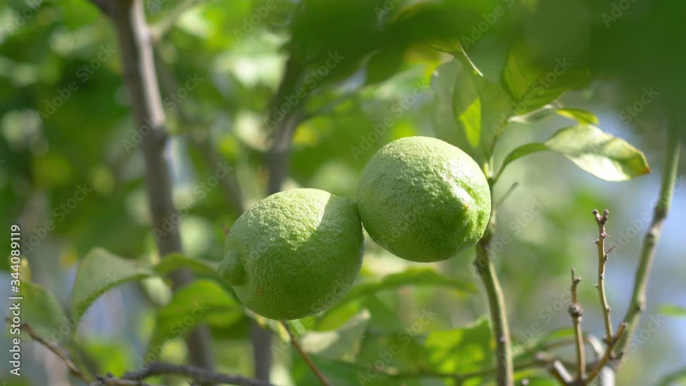 Lemon ripening on a tree in 4k slow motion 60fps
Lemon ripening on a tree in 4k slow motion 60fps